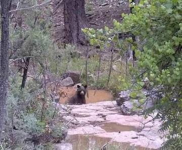 Log Cabin for 6 Guests in Arizona, USA, Picture 3