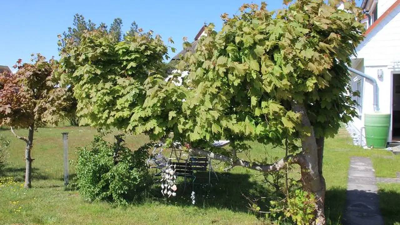 Ganze Ferienwohnung, Ferienwohnung für 2 Personen (18 m²) in Hiddensee in Neuendorf Insel Hiddensee, Hiddensee