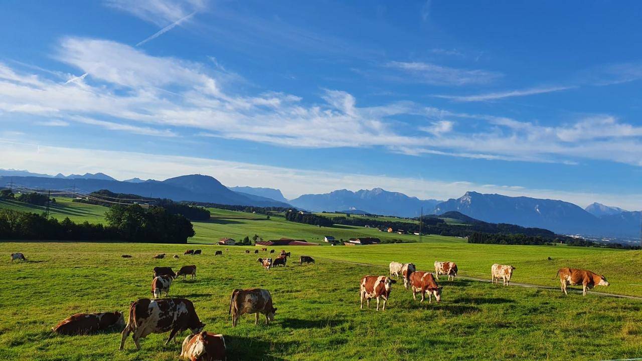 Ganze Wohnung, One-Bedroom Apartment in Seekirchen am Wallersee, Bezirk Salzburg-Umgebung