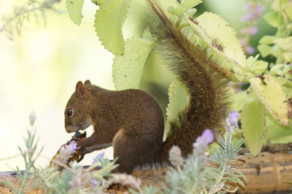 Rodamonte Website - eine Insel auf der Insel: die Natur, Ruhe und Privatsphäre. in Cambaquara, Ilhabela