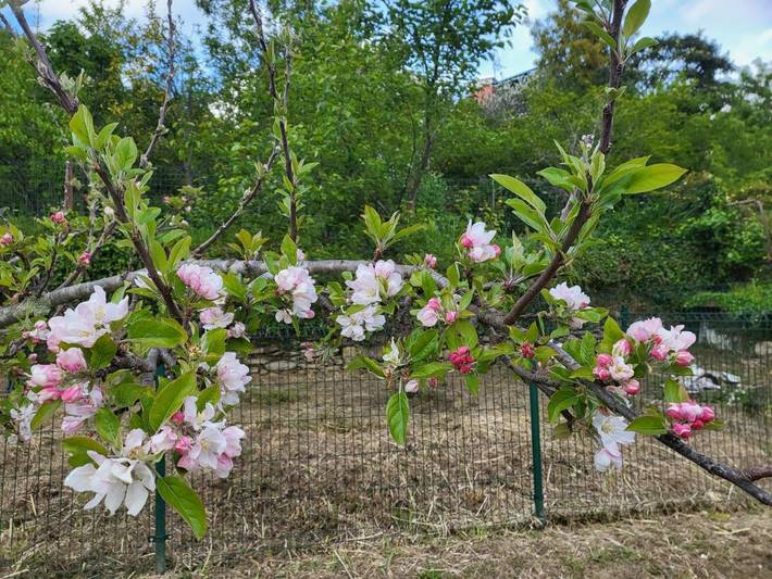 Maison d’hôte pour 2 personnes, avec jardin et vue à Région de Rapallo - 4