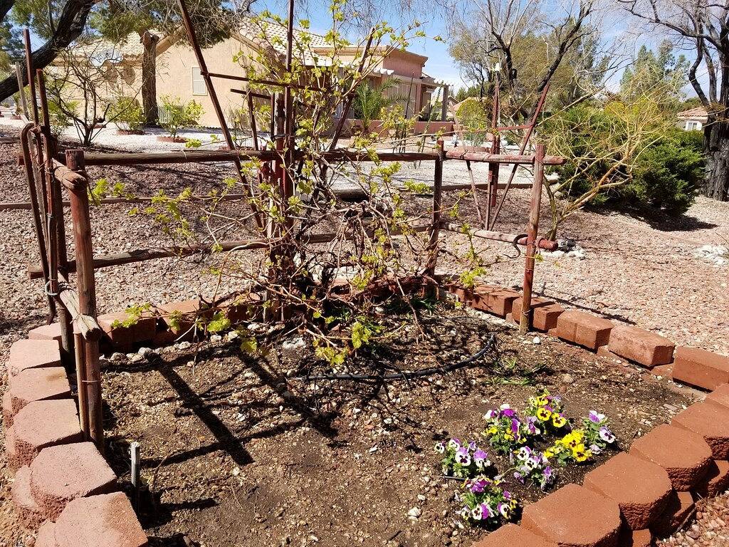 Schöne Sun City Summerlin \"Del Webb\" 55+ im Alter von Restricted Community in Sun City (Las Vegas), Las Vegas