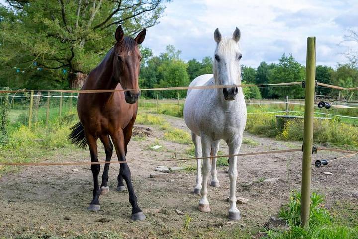 Location de vacances pour 5 personnes, avec piscine ainsi que vue et jardin dans Sèvremoine - 3