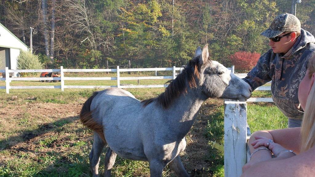 T Lea Farm: Ihr ruhiger Luxus * 73-Morgen-Urlaubsort, ideal auch für Biker! in Monroe County (TN)