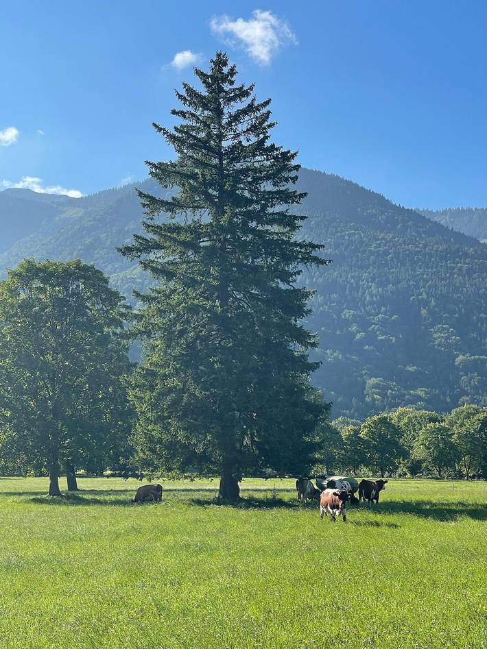 Ganze Ferienwohnung, Ferienwohnung Geigelsteinblick - Ferienwohnung Geigelsteinblick, 85qm, Og, 2 Schlafzimmer, Kachelofen, Balkon in Schleching, Bayerische Alpen