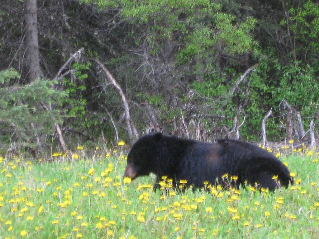 Ganze Wohnung, Erschwingliche Preise Remembrance Day Weekend $ 315 - 2nites oder $ 465 - 3nites! in Radium Hot Springs, Kootenay-Nationalpark