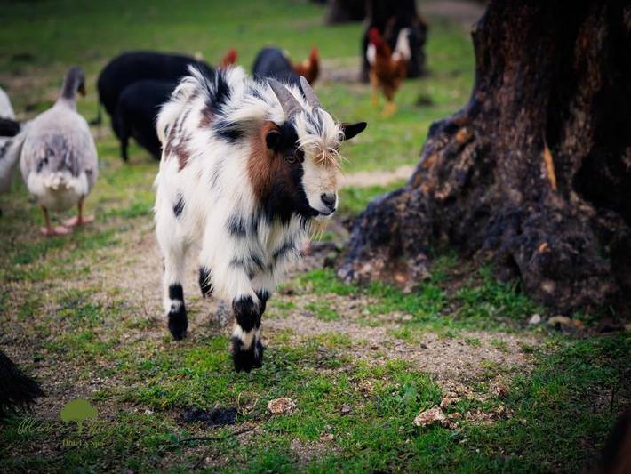 Hôtel pour 6 personnes, avec piscine et vue ainsi que jardin et sauna à Valpaços - 4