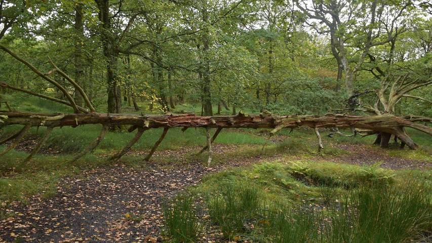 Ferienwohnung für 5 Personen, mit Pool und Balkon sowie Sauna in Drachenfestival Fanø - 3