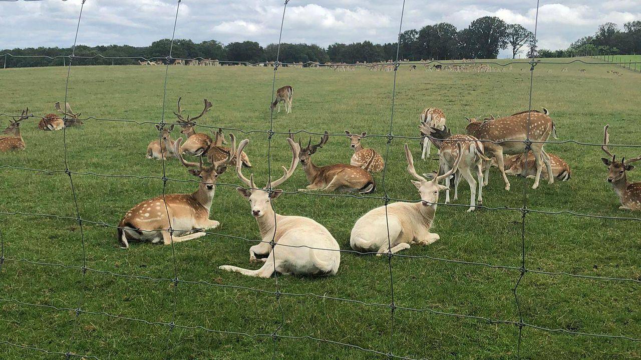 Ganze Ferienwohnung, Ferienwohnung für 3 Personen (90 m²) in Wadern in Wadern, Saar-Nahe-Bergland