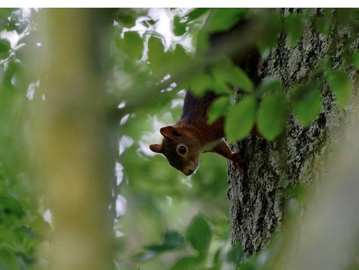 Gîte pour 10 personnes, avec jardin dans Bourguenolles - 3