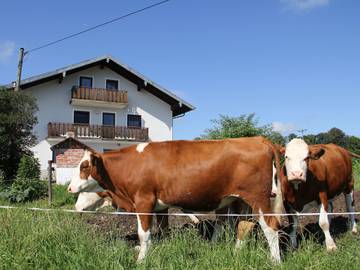 Ferienwohnung für 4 Personen in Waging am See, Rupertiwinkel, Bild 2