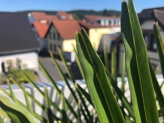 Gîte pour 3 personnes, avec terrasse et vue à Darmstadt - 3