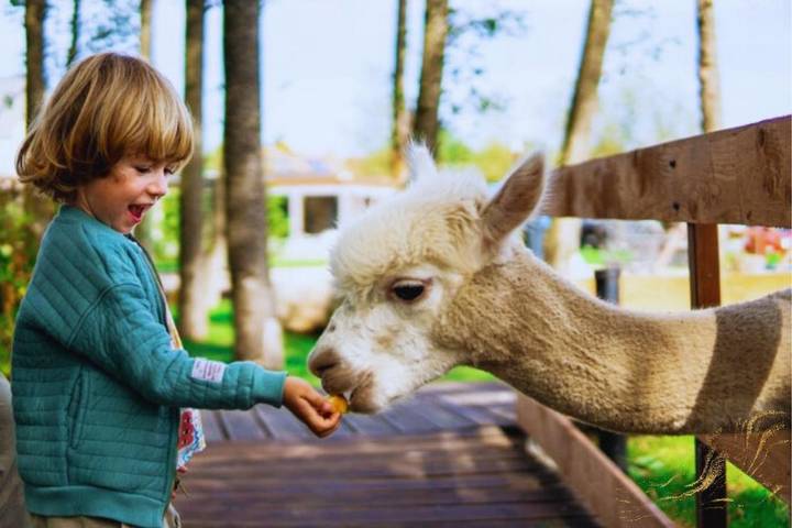 Domek letniskowy dla 6 osób, zwierzęta dozwolone w Niechorze
