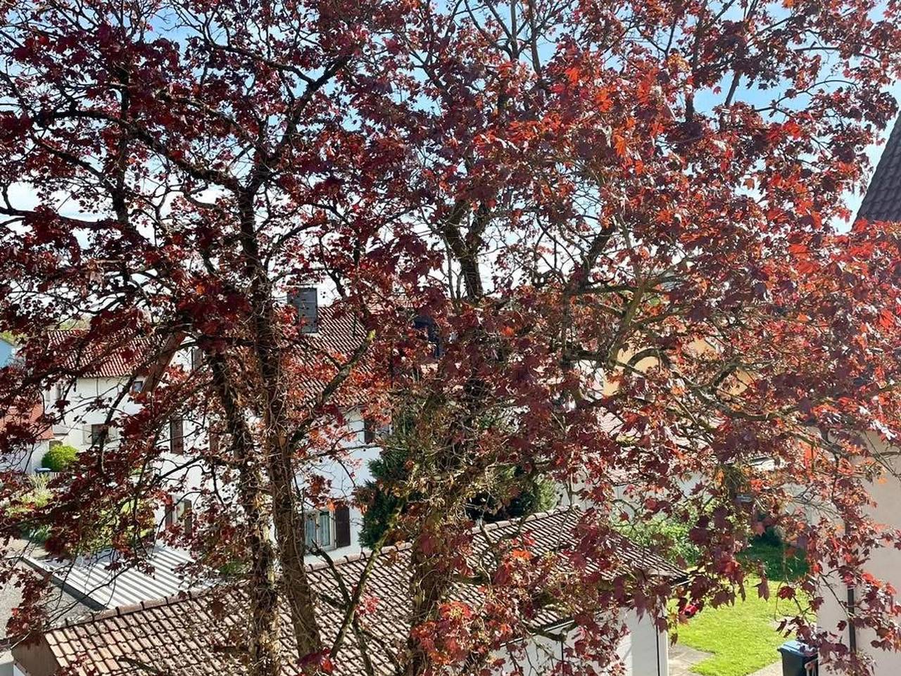 Ganze Wohnung, Ferienwohnung Seehas am Bodensee - Ferienwohnung mit 75qm, 2 Schlafzimmer, max. 6 Erwachsene + 2 Kinder in Friedrichshafen, Region Bodensee-Oberschwaben