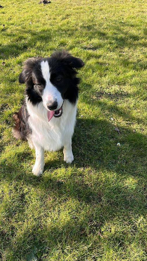Location de vacances pour 4 personnes, avec piscine et jardin, adapté aux familles dans Centre équestre en Baie de Somme - 2