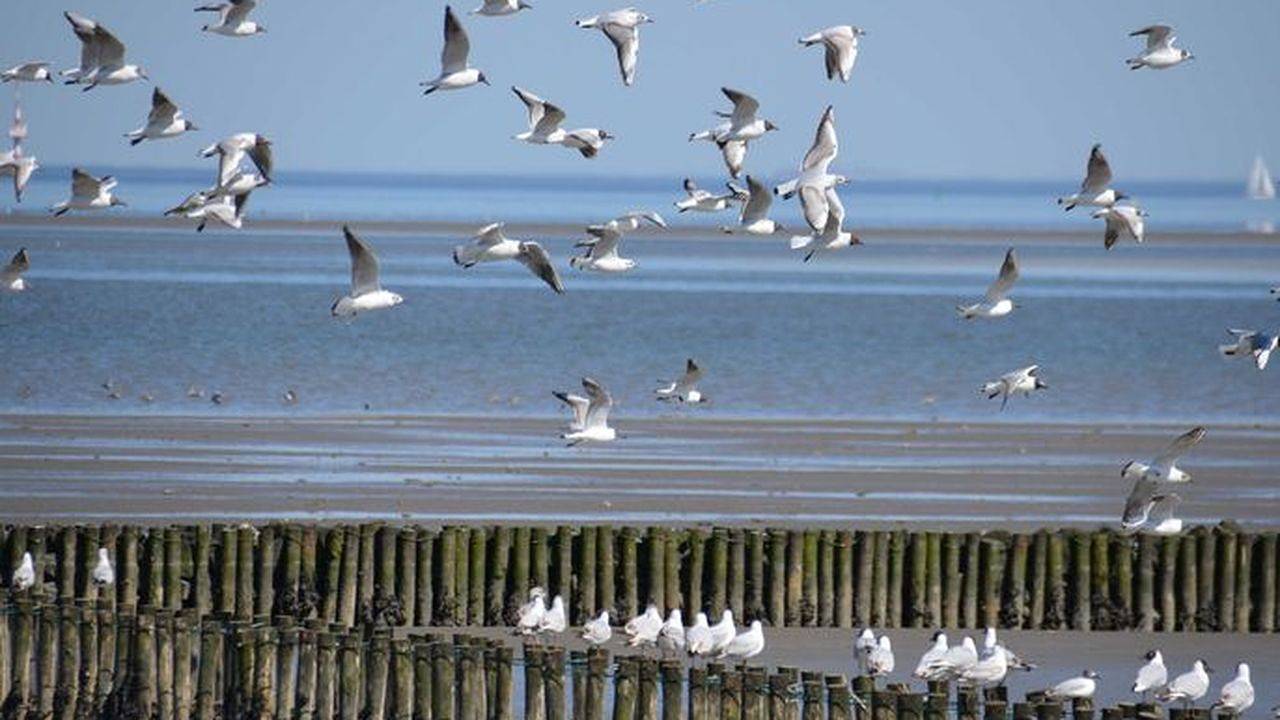 Ferienhaus für 6 Personen in Hooksiel in Hooksiel, Metropolregion Bremen-Oldenburg