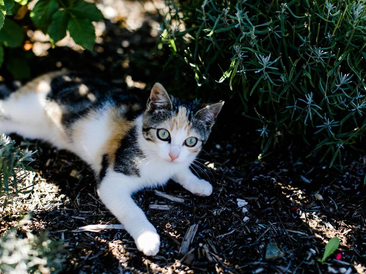 Ganze Ferienwohnung, Ferienwohnung Dolthof in Tuxer Alpen, Weerberg