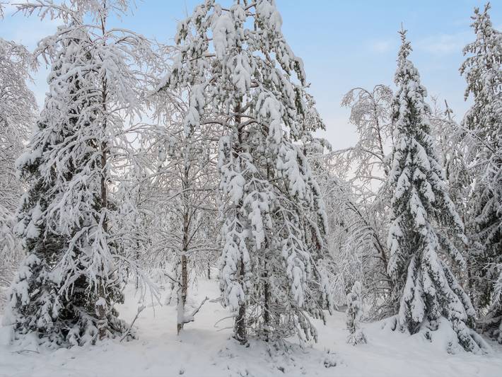 Rukan rauha in Ruka, Nordösterbotten