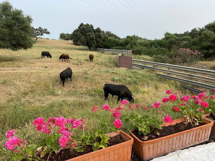 Casa rural para 8 personas, con jardín y piscina para niños en Sierra Norte de Sevilla - 4