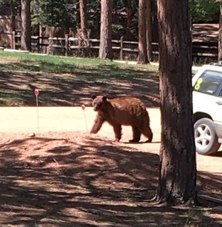 Vacation rental for 2 people, with yard in Woodland Park