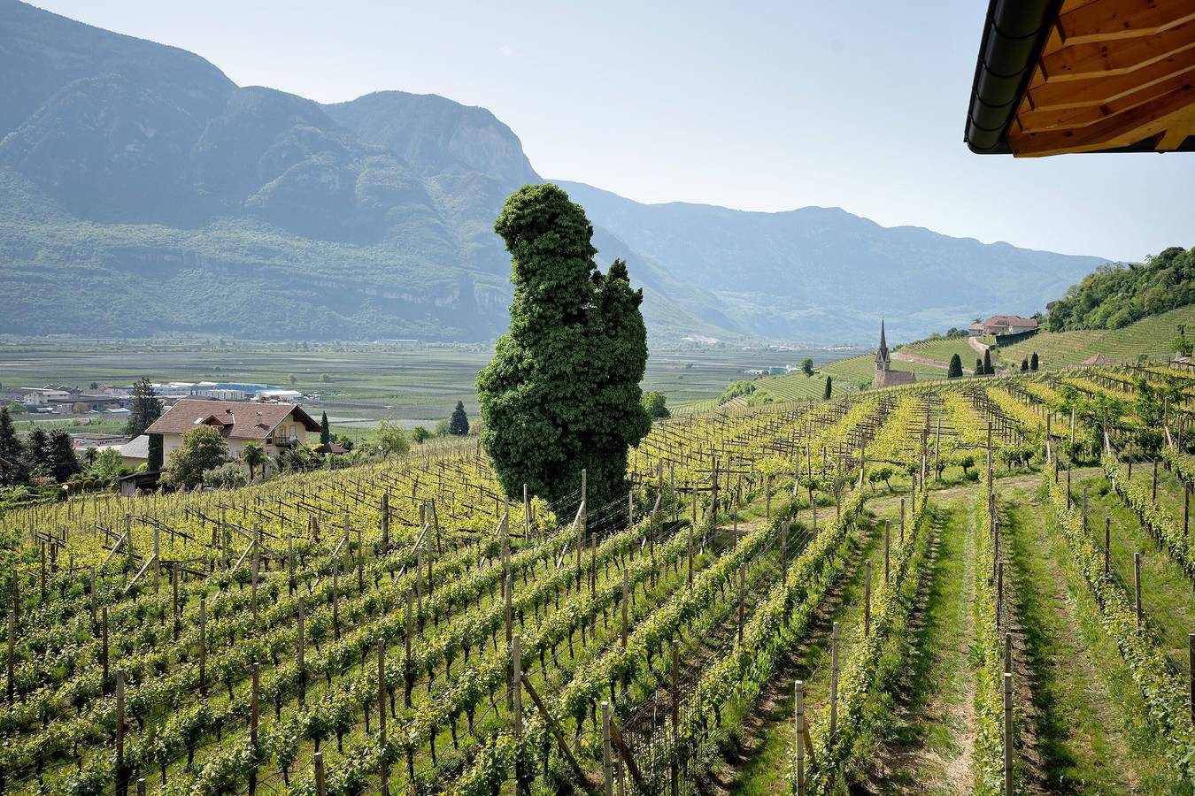 Ganze Wohnung, Ferienwohnung 'Bacchushof Merlot' mit Bergblick, Balkon und Pool in Tramin an der Weinstraße, Nonsberggruppe