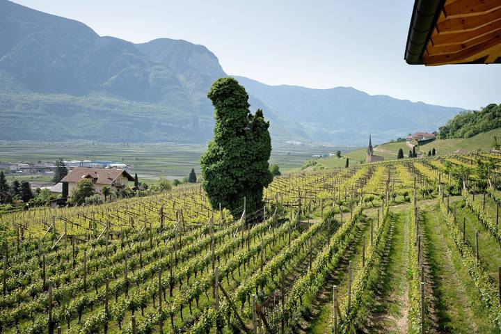Ganze Wohnung, Ferienwohnung 'Bacchushof Merlot' mit Bergblick, Balkon und Pool in Tramin an der Weinstraße, Nonsberggruppe