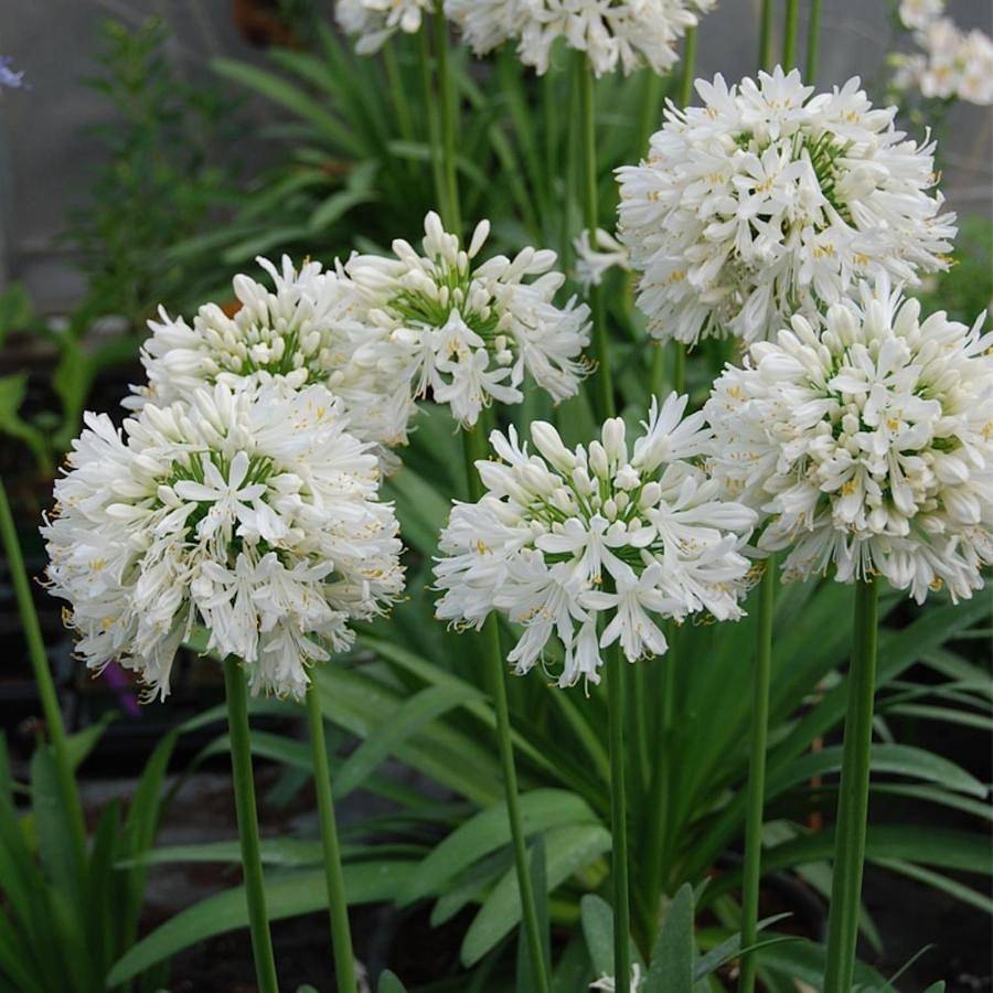 Chambre d'hôtes indépendante Les Agapanthes in Semblançay, Région de Tours
