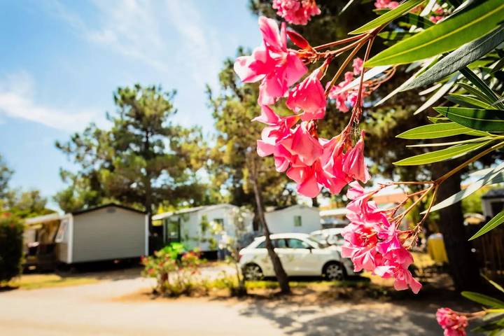 Camping für 8 Personen, mit Pool und Terrasse, mit Haustier in Südfrankreich - 4