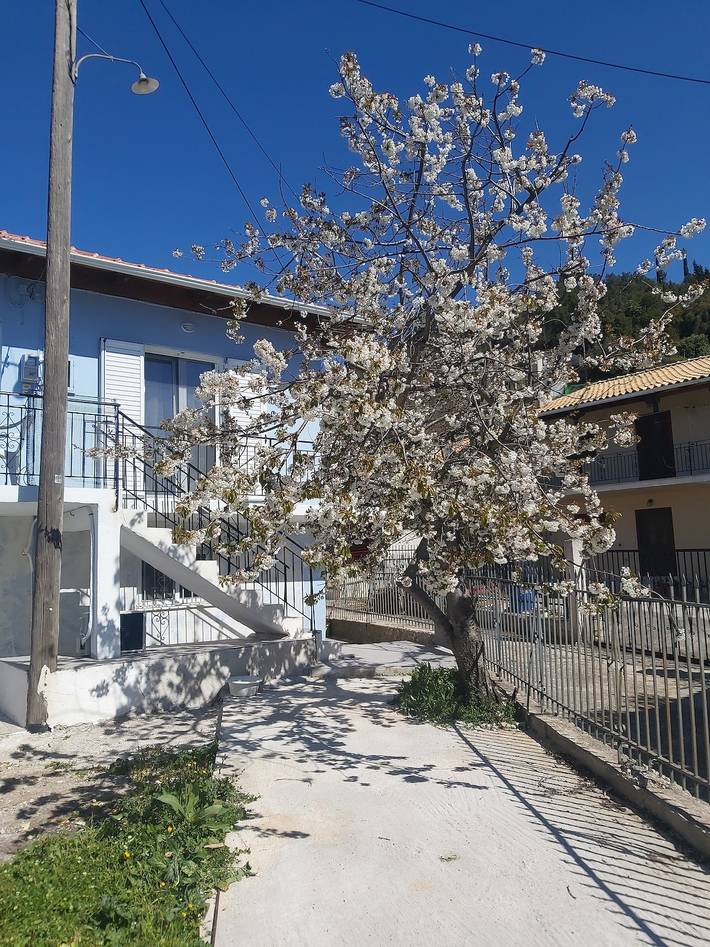 Διαμερίσματα διακοπών για 4 άτομα, με κήπο, με κατοικίδια ζώα στη Λευκάδα