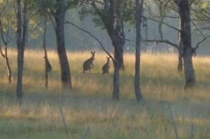 Holiday home for 14 people, with garden in Pokolbin