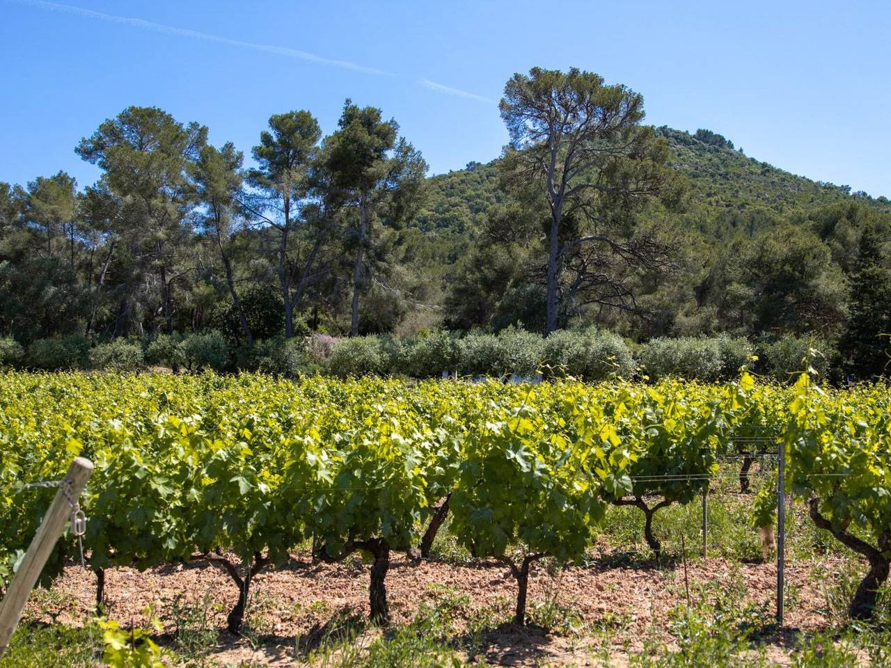 Im Herzen eines Weinguts, schattige Terrasse mit Meerblick, Pool in Le Pradet, Region de Toulon