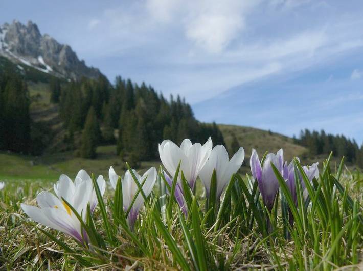 Ganze Ferienwohnung, Appartement/Fewo, Bad, Wc, 1 Schlafraum in Hochkönigstock, Mühlbach am Hochkönig