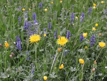 Bauernhof für 3 Personen in Alberschwende, Bodensee (Österreich), Bild 4