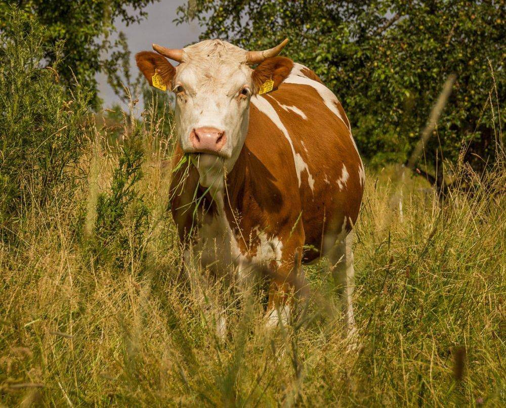 Ganze Ferienwohnung, Ferienhofer - Ferienwohnung Holzstube, 30qm, 1 Wohn-/Schlafzimmer, max. 2 Personen in Abtsgmünd, Erlebnisregion Ostalb region