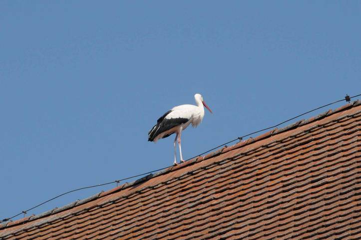 Ferienhof Winkler - Ferienwohnung 2 in Merkendorf, Fränkisches Seenland