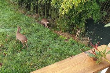 Gîte pour 8 personnes, avec jacuzzi et balcon, animaux acceptés à Boucau