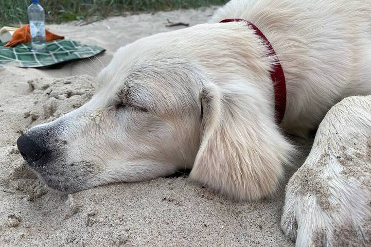 Ferienhaus für 6 Personen, mit Terrasse und Garten in Dassow
