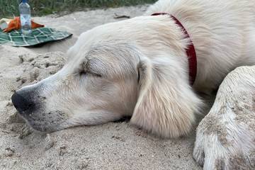 Ferienhaus für 6 Personen, mit Garten und Terrasse in Dassow