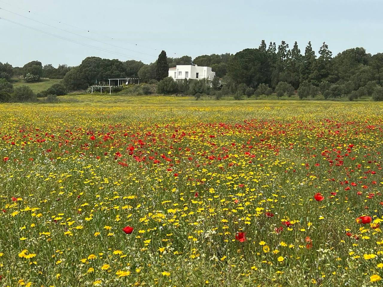 Sustainable farmhouse near Costa Smeralda in Gallura