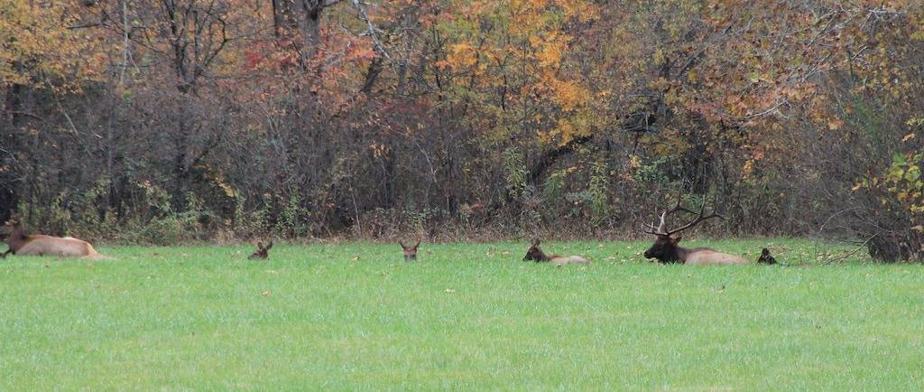 Ganze Wohnung, Blick auf die Berge auf dem Parkway in der Innenstadt von Pigeon Forge! Familienurlaub! in Pigeon Forge, Sevier County