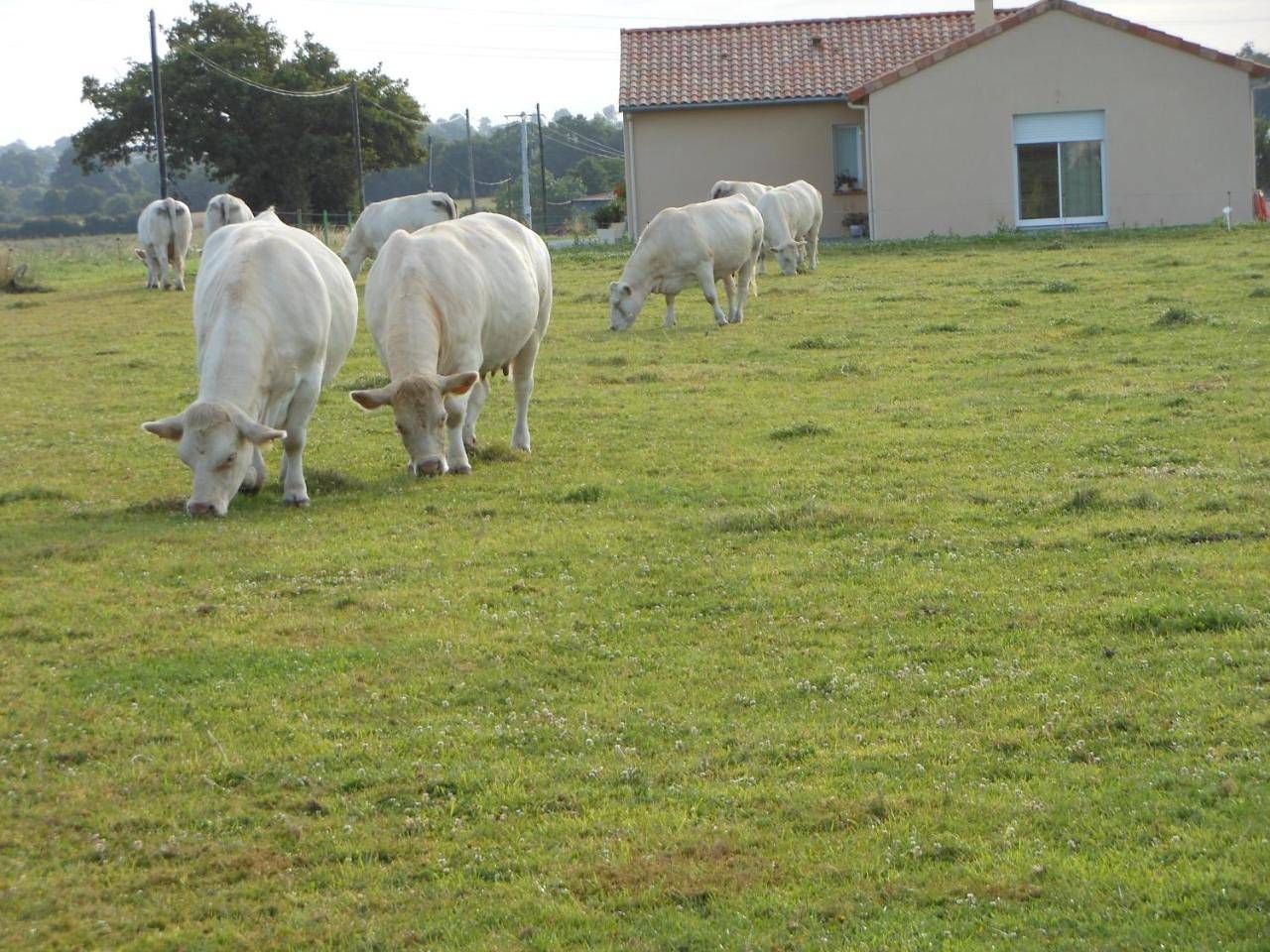 Chambre D'hôtes La Basse Gougeonnière in Neuvy-en-Mauges, Région de Cholet