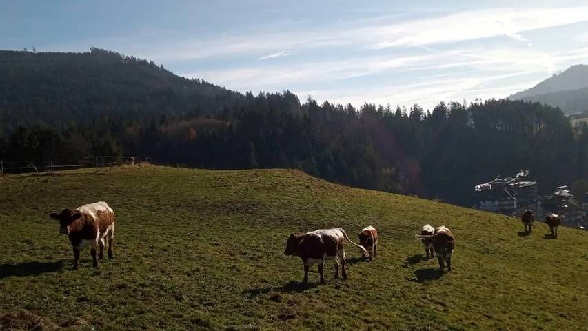 Ferienhaus für 5 Personen, mit Garten und Sauna, mit Haustier im Schwarzwald - 4