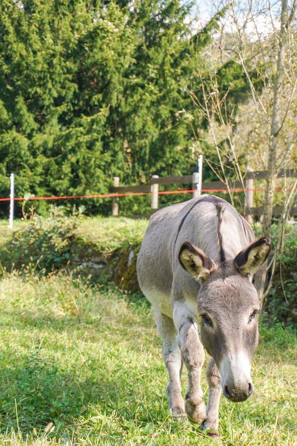 Gîte pour 4 personnes, avec vue et jardin, animaux acceptés à Pontremoli - 4
