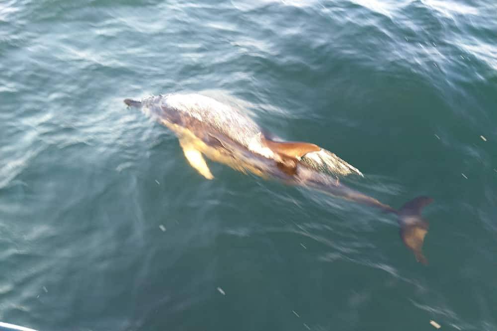 \"Falbala Experience\" habitable catamaran in L'Épine, Noirmoutier