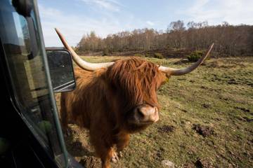 Cottage for 4 People in Highlands, Scotland, Photo 3