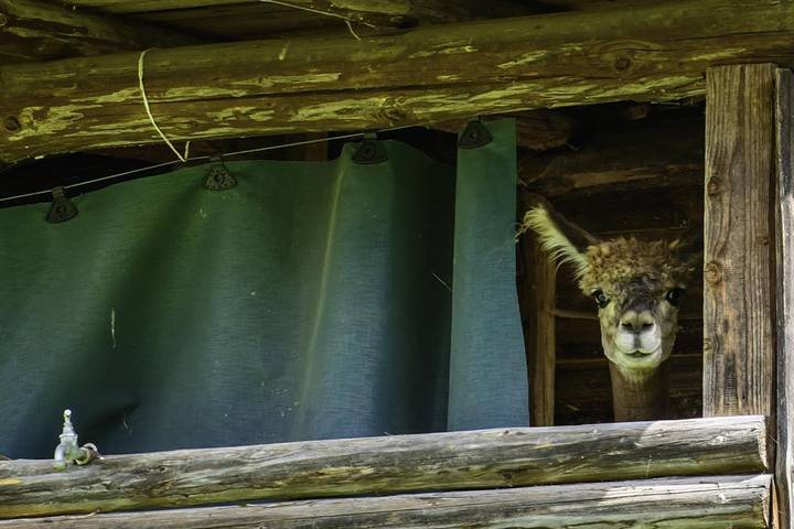 Bauernhaus für 3 Personen, mit Balkon und Garten im Oberallgäu - 3