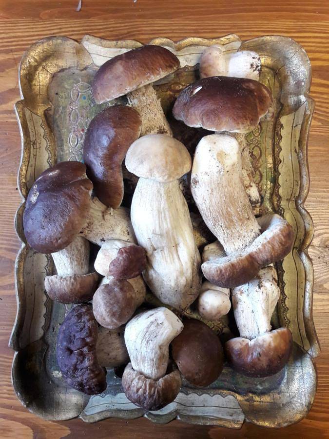 Dom w Puszczy in Powiat czarnkowsko-trzcianecki