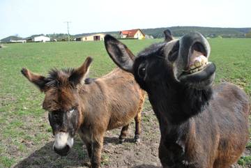 Bauernhof für 7 Personen in Hofheim in Unterfranken, Landkreis Haßberge, Bild 2