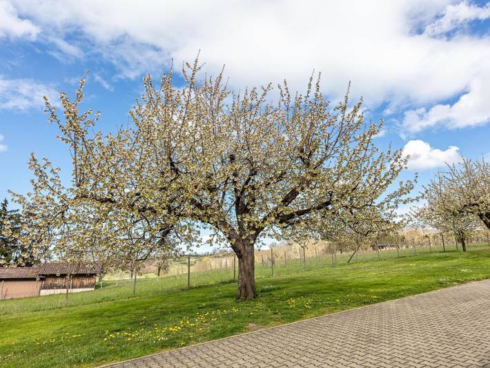 Ferienwohnung für 2 Personen, mit Balkon in Bad Bellingen - 2