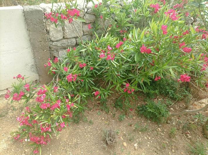 Ferienhaus für 5 Personen, mit Ausblick und Garten in Karlobag - 4